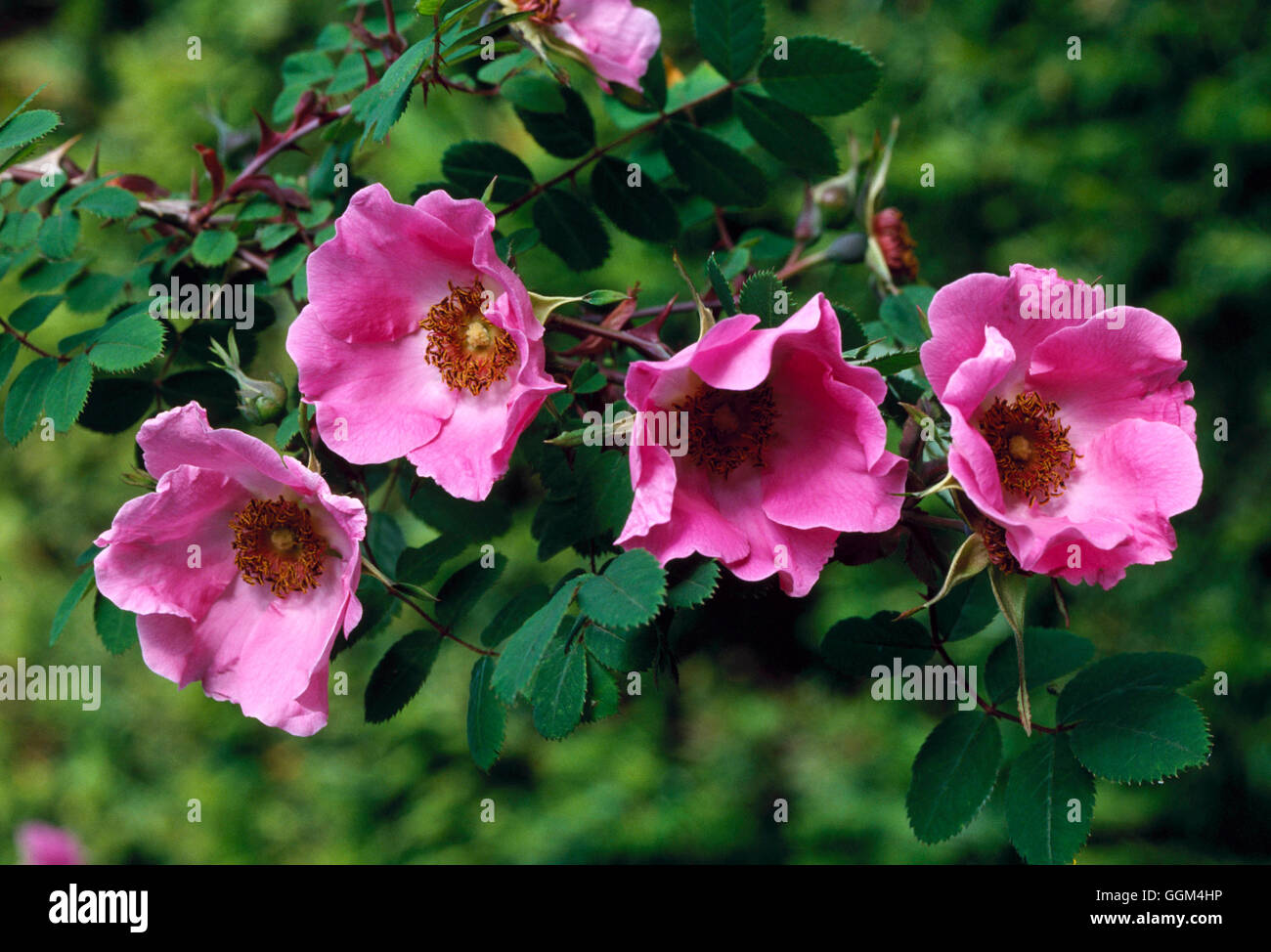 Rosa - `Rose d' Amour' (Shrub)   RSH018162 Stock Photo
